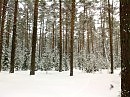 В подмосковном лесу