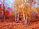Осеннее