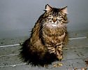 кот Бегемот ...на трамвайной остановке