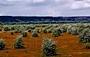 Лангольеры