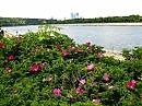 берег, шиповник, Москва-река