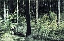 autumn:forest