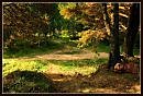 Сказочный лес