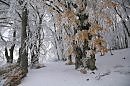 Сон зимнего леса