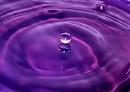PURPLE DREAM